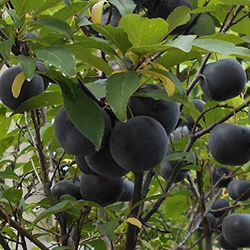 ✳バイオチェリー✳かなりレア物✳、プラム ネスレー２点セット Amazon.co.jp: スモモ プラム 苗 【バイオチェリー】 3年生 接ぎ木 約